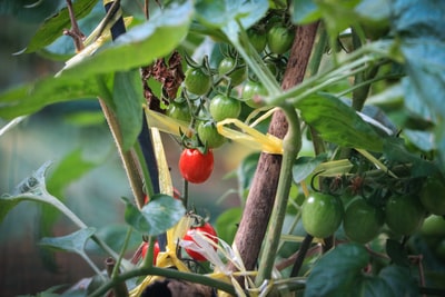 ベランダ菜園で育てる ミニトマトの育て方 種まきから収穫まで
