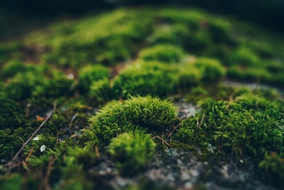 水耕栽培で発生する苔の原因 対処方法
