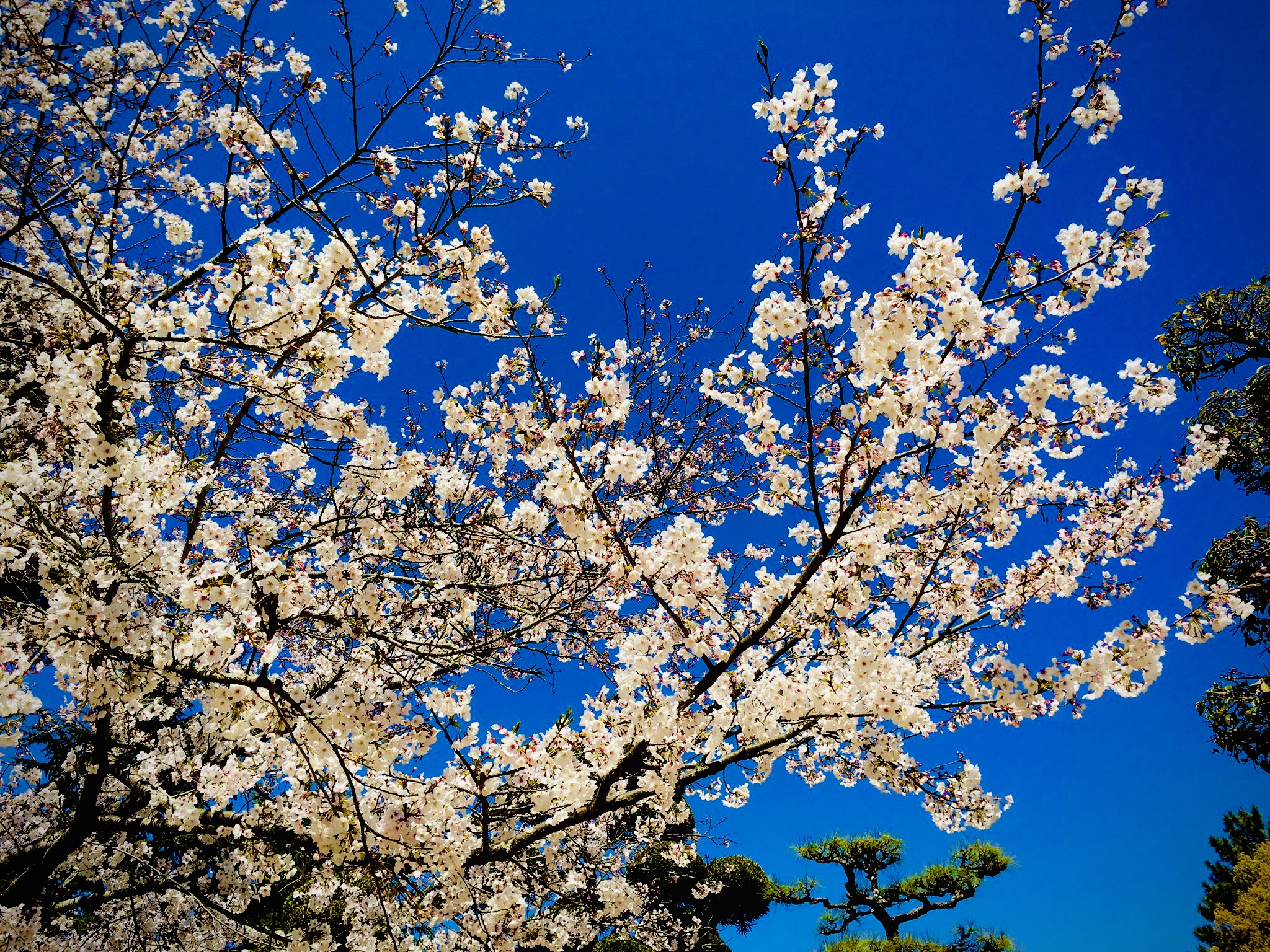 春には桜も咲きほこる